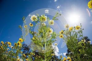 Yellow and white wildflowers