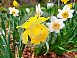 Big yellow and white wide opened daffodils with green leaves on brown barkdust background photo