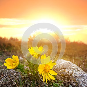 Yellow wild adonis flowers in prairie at the sunset