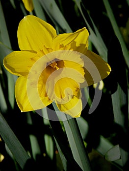 Yellow wild daffodil, Narcissus pseudonarcissus, with long narrow leaves in the background