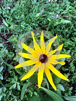 Yellow wild daisy flower