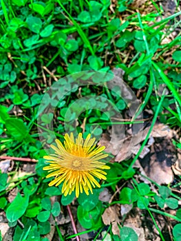 Yellow wild dandelion flowers in a field