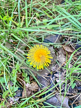 Yellow wild dandelion flowers in a field