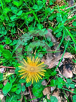 Yellow wild dandelion flowers in a field