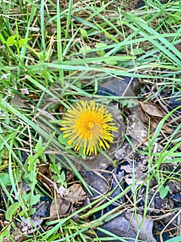 Yellow wild dandelion flowers in a field