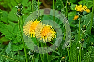 Yellow wild dandelion flowers among green leaves and grass