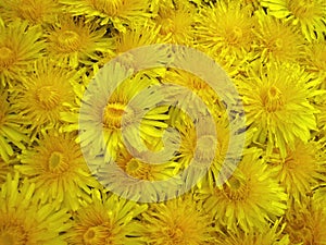 Yellow wild dandelion flowers, Lithuania