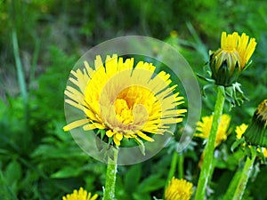 Yellow wild dandelion flowers, Lithuania