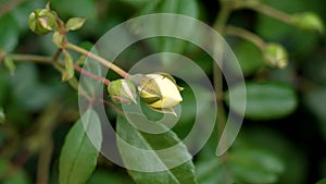 Yellow wild dog rose flower bud with swaying in the wind green leaves.