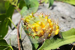 Yellow wild dragon fruit still covered with spikes