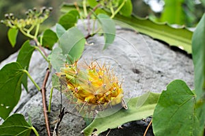 Yellow wild dragon fruit still covered with spikes