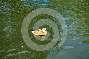 yellow wild duck swims in lake