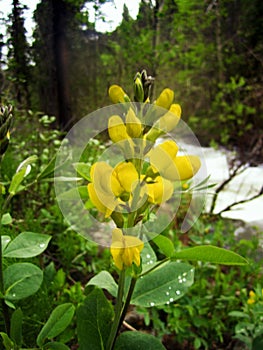 Yellow Wild Flower In The Arapaho National Forest With Falls River In The Background