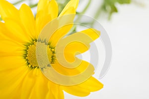 Yellow Wild flower - Arrowleaf Balsamroot background photo