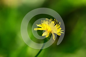 yellow wild flower on a beautiful green background 1