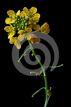 Yellow wild flower - great yellowcress Rorippa amphibia