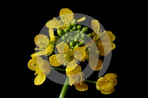 Yellow wild flower - great yellowcress Rorippa amphibia