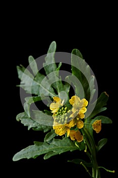 Yellow wild flower - great yellowcress Rorippa amphibia