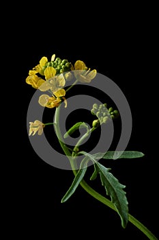 Yellow wild flower - great yellowcress Rorippa amphibia