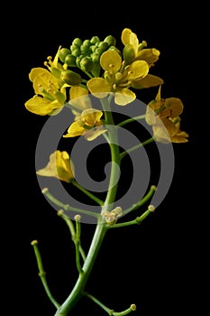 Yellow wild flower - great yellowcress Rorippa amphibia