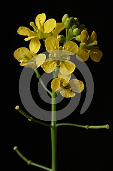 Yellow wild flower - great yellowcress Rorippa amphibia