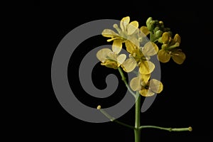 Yellow wild flower - great yellowcress Rorippa amphibia