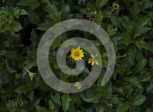 Yellow wild flower growing in a green bush very few flowers the loneliness of nature