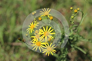 Yellow wild flower on a meadow