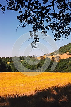 Yellow Wild Flower Meadow