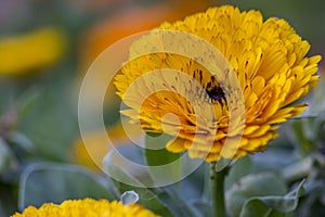 A yellow wild Flower portrait in the jungle