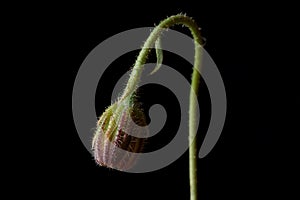 Yellow wild flower - Prickly golden fleece bud or prickly goldenfleece Urospermum Picroides