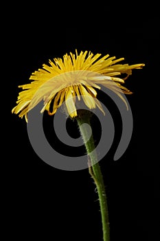Yellow wild flower - Prickly golden fleece or prickly goldenfleece Urospermum Picroides