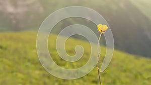 Yellow wild flower in the sun beams, minimalism picture