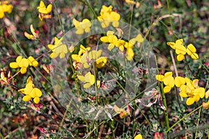 Yellow wild flower Terschelling