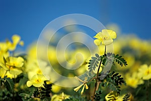 Yellow wild flowers against a blue sky