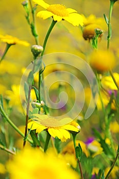 Yellow wild flowers, Alentejo field