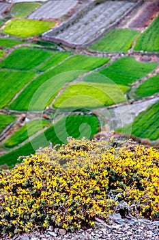 Yellow wild flowers on the background of emerald green fields. View from above. Nepal. The village of Kagbeni