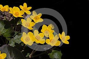 Yellow wild flowers black copy space.