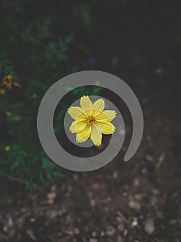 yellow wild flowers bloom, dari ground background matte color tone photo