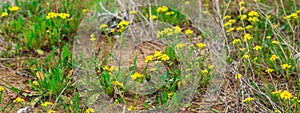 Yellow wild flowers