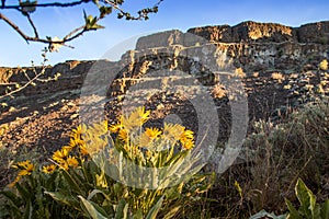 Yellow Wild Flowers in foreground, Rock Cliff in Background