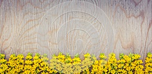 Yellow wild flowers frame on wooden background.