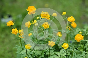 Yellow wild flowers on green meadow background close up photo