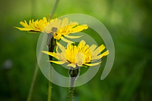 Yellow wild flowers, A herp flower of Leontodon hispidus, is a perennial herb occurring in hay meadows,