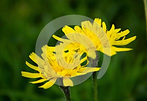 Yellow wild flowers, A herp flower of Leontodon hispidus, is a perennial herb occurring in hay meadows,