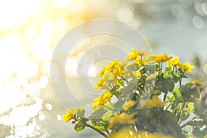 Yellow wild flowers by the river with sun rays.