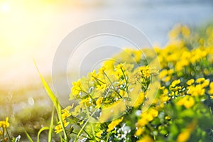 Yellow wild flowers by the river with sun rays.