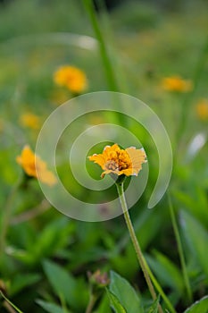 Yellow wild flowers in the rural, wedelia, a plant in the Heliantheae tribe of the Asteraceae family.