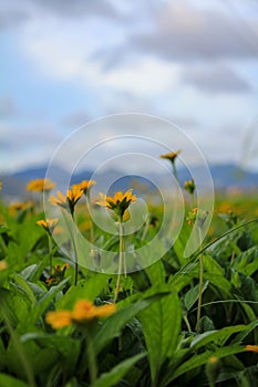 Yellow wild flowers in the rural, wedelia, a plant in the Heliantheae tribe of the Asteraceae family.