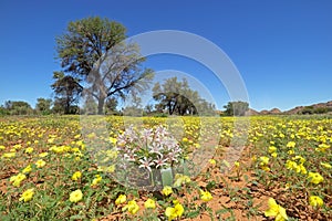 Yellow wild flowers - southern Namibia